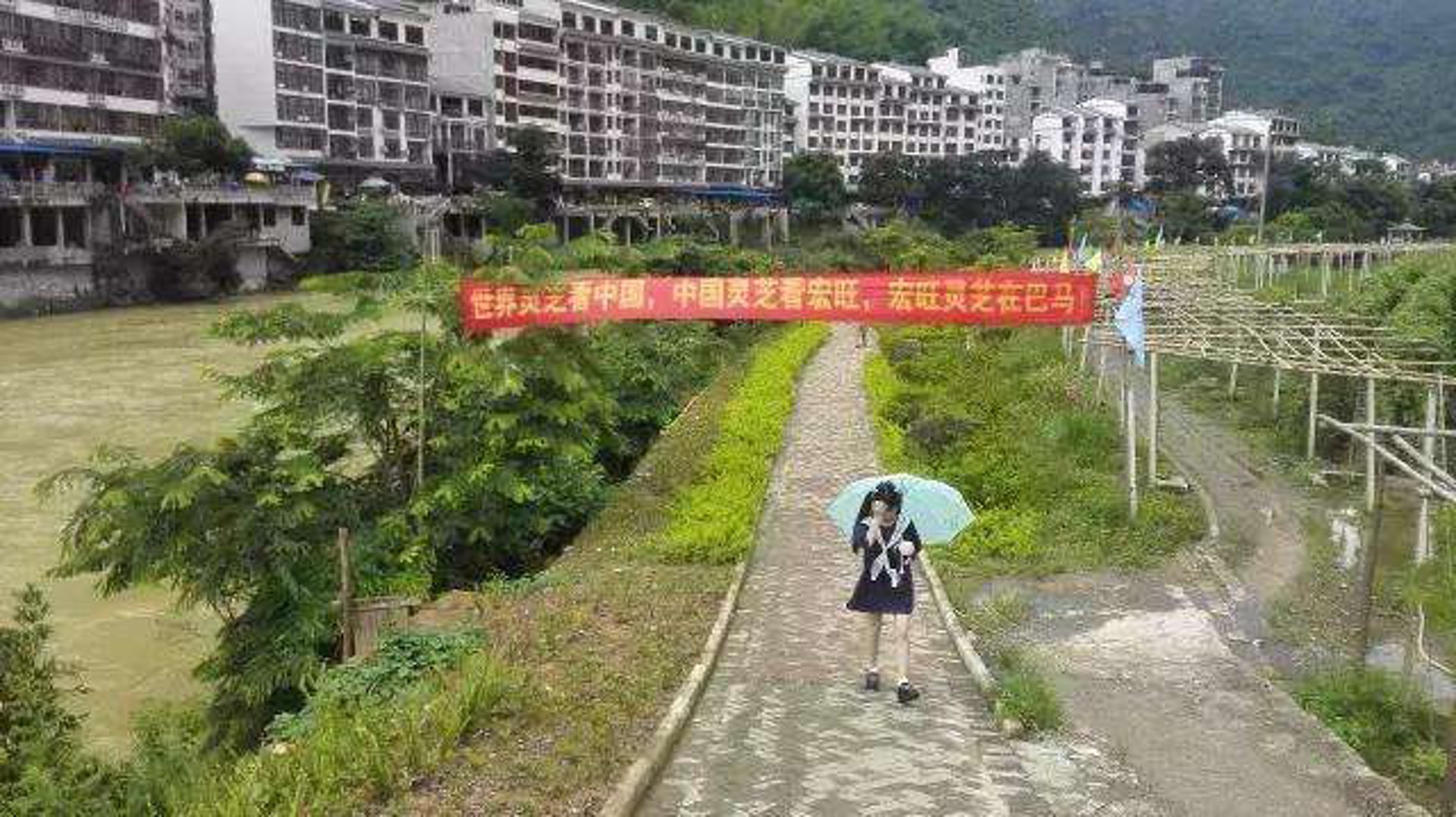 君芝莱灵芝